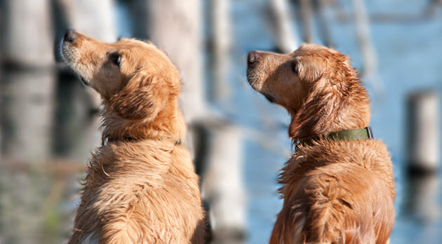 Behavior and training