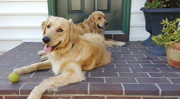 Home visit volunteer