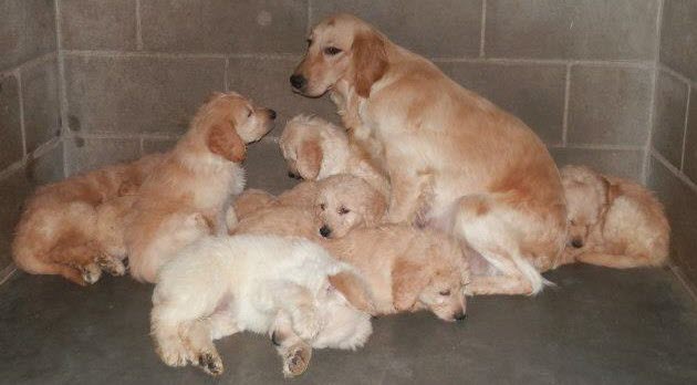 Retired breeding dogs