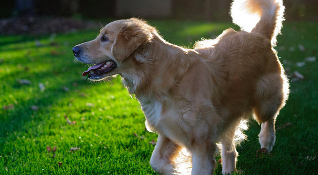 The Golden Retriever
