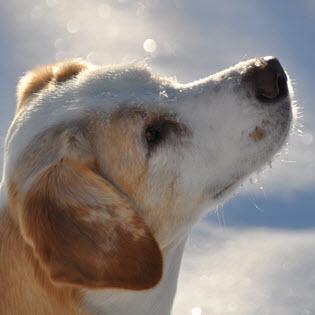Adoption FAQs
