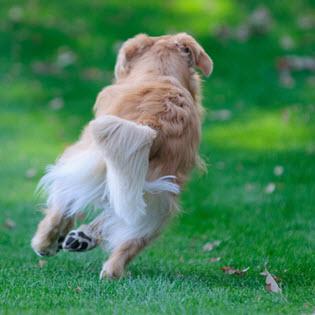Behavior and training