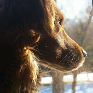 Contact RAGOM to help find a lost dog