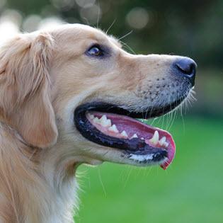 Our mission - RAGOM rescues, fosters, and finds forever homes for Golden Retrievers and Golden mixes in need