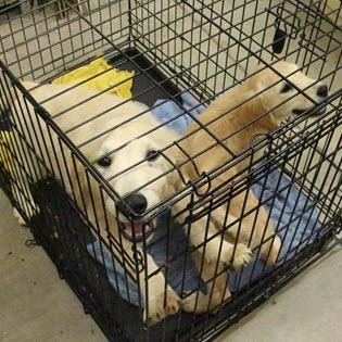 Our mission - RAGOM rescues, fosters, and finds forever homes for Golden Retrievers and Golden mixes in need