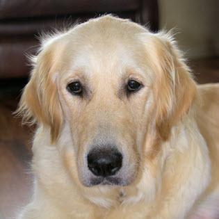 Retired Breeding Dogs