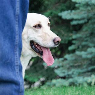 Retired Breeding Dogs