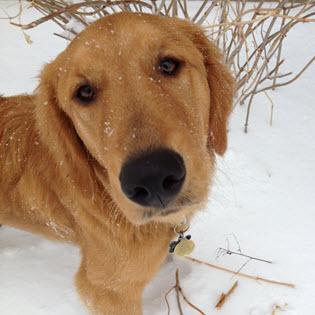 Surrender a dog to RAGOM