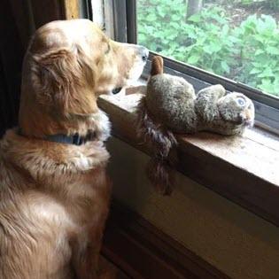 Surrender a dog to RAGOM