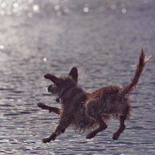 The Golden Retriever
