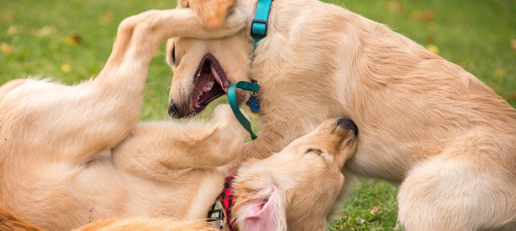 Considering Age When Adopting a Dog