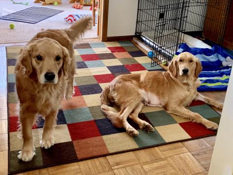 Crystal (right) with foster sister Sasha