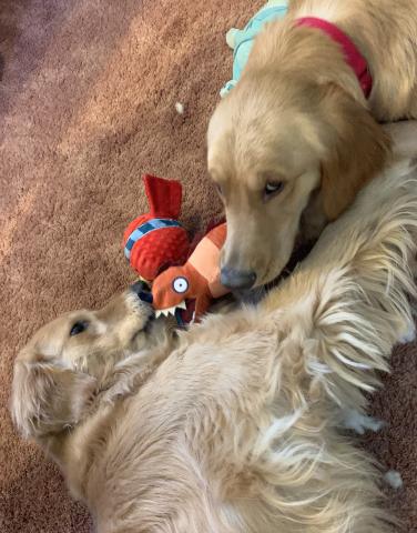 Crystal (right) playing tug with her foster sister