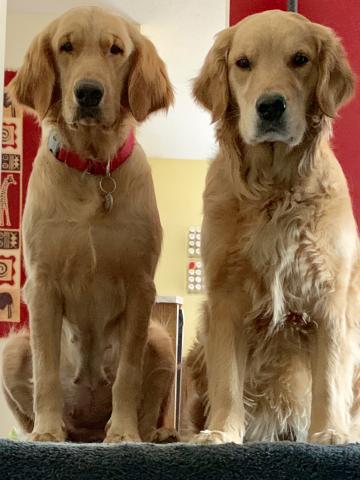Crystal (left) and foster sister