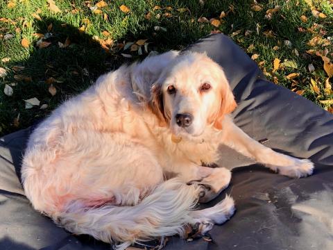 Welcome, Duchess!
