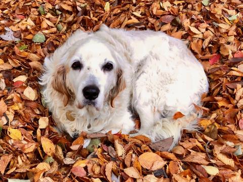 Duchess in leaves.