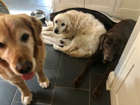 Duchess with the resident dogs.