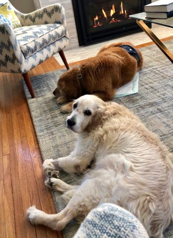 Duchess following Charlie Bear's lead to relax by the fire.