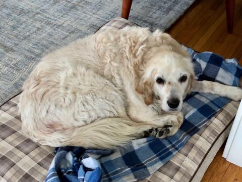 Relaxing on a nice dog bed.