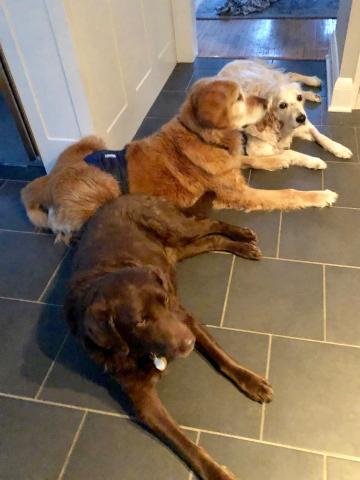 Hanging out with her pack.