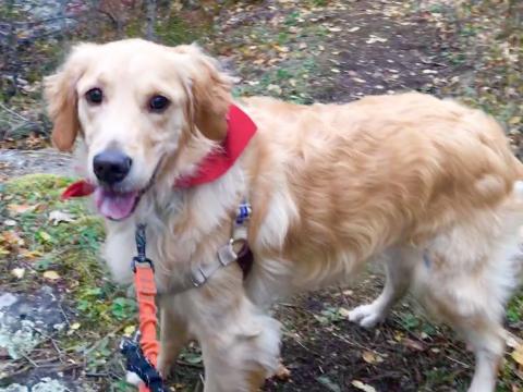 A great hiking buddy