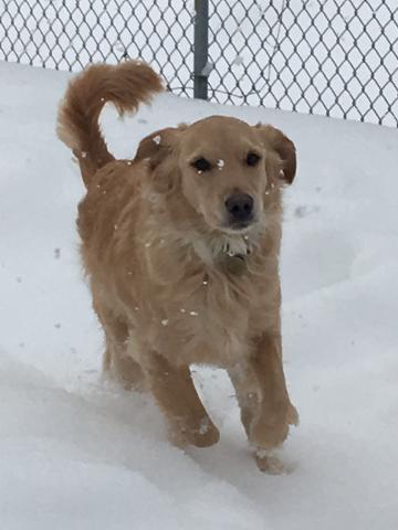 Hippity-hopping through the snow.