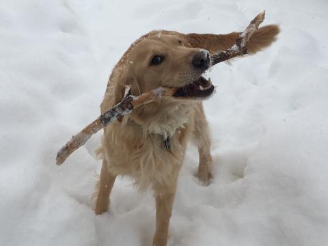 What's better than a stick? A frozen one!