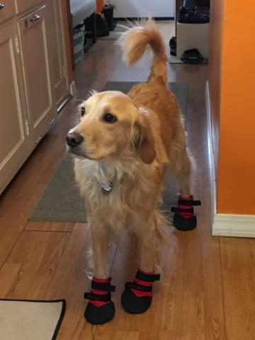 Booties are on. Let's go!
