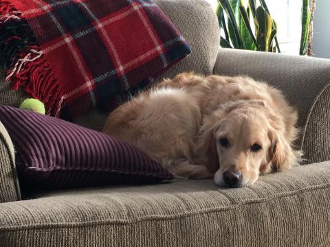 My tennis ball and I are resting up for our next adventure.