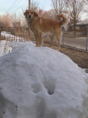 Snow King
