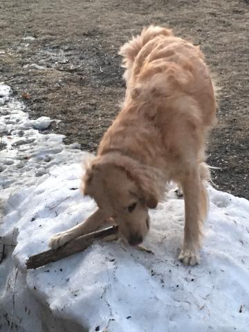 The stick project
