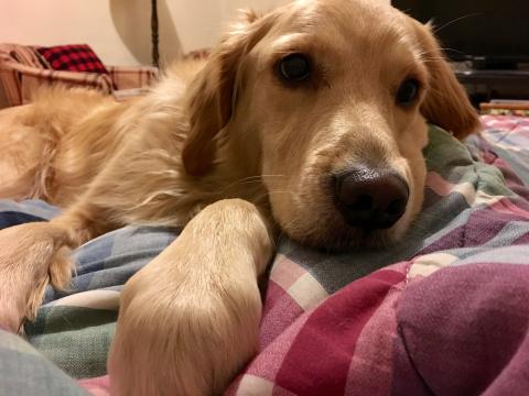 Enjoying an evening snuggle