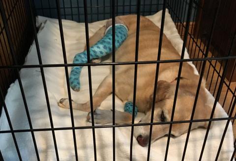 Following doctor's orders and taking it easy after ACL surgery.