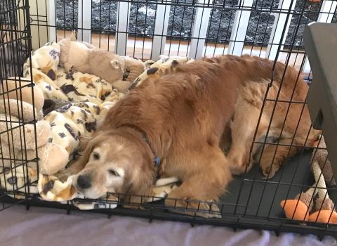 Beautiful Golden curls.