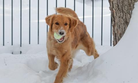 An adult dog needs time to adapt to new surroundings. An adult dog needs time to adapt to new surroundings.