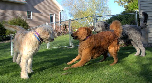 Adoption eligibility