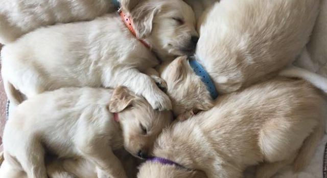 Golden Givers Recurring Donations
