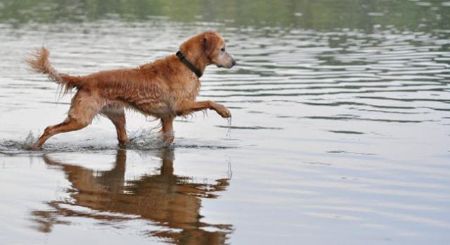 Our mission - RAGOM rescues, fosters, and finds forever homes for Golden Retrievers and Golden mixes in need