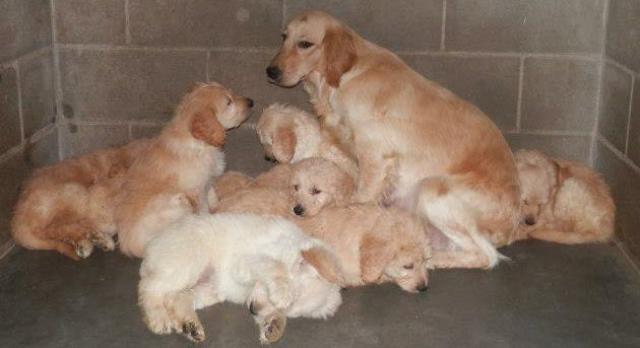 Retired Breeding Dogs