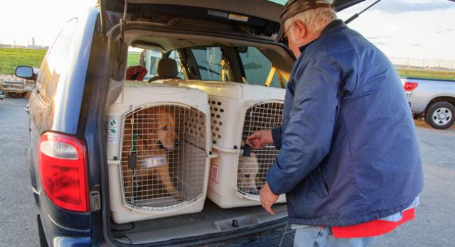 Transport volunteer