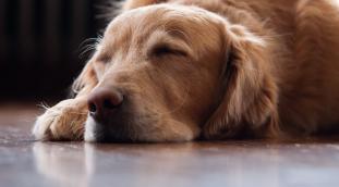 The importance of heartworm prevention
