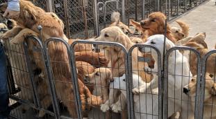 Rescues Dogs from China’s Meat Trade