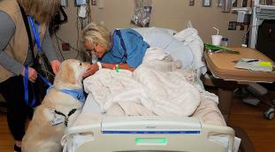 Sully the therapy dog