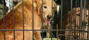 Lady Lily is on her way home to the Golden Life