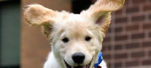 Routinely Clean Your Dog’s Ears to Prevent Infections